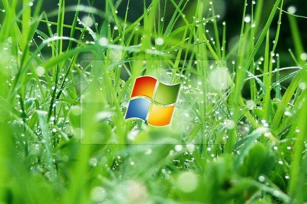 Grass image on windows screensaver