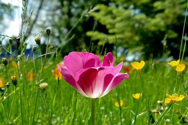 Tulipán abierto en un claro del bosque