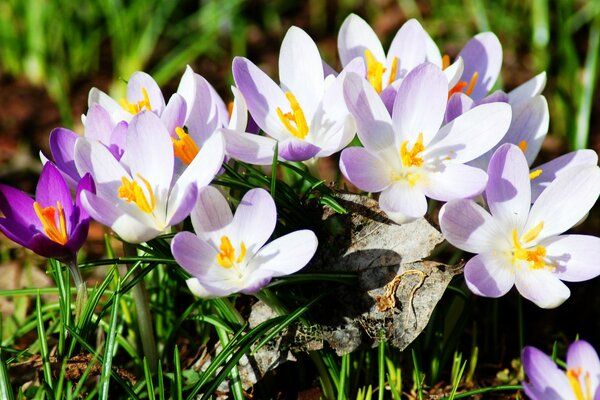 Yerdeki çiçeklerin fotoğrafı