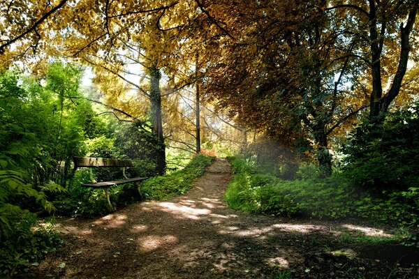 Landscape of Autumn Trees Park