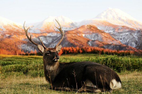 Deer on the background of autumn mountains