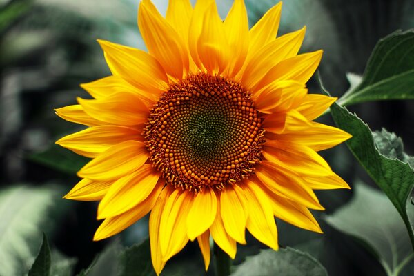 The sunflower glows like the sun