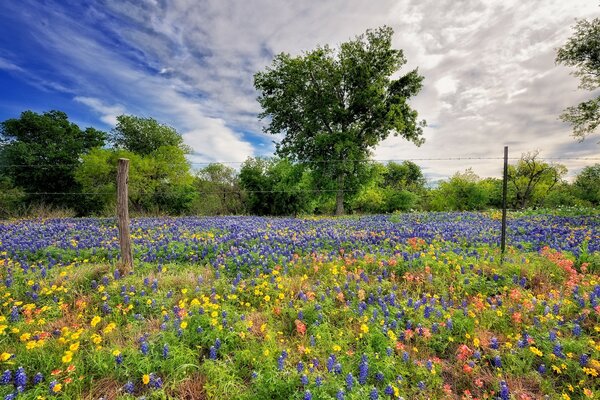 La primavera viene con pinturas multicolores