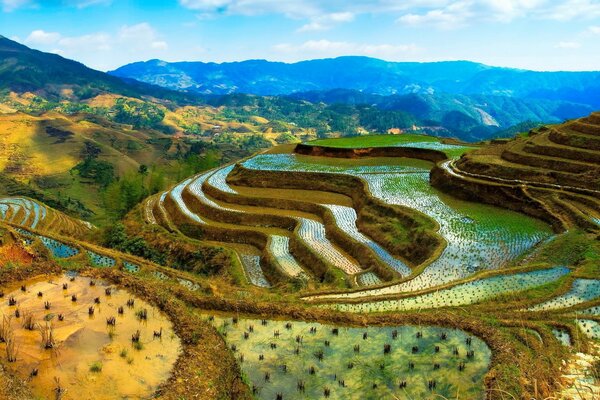 Rice fields. Beautiful landscape