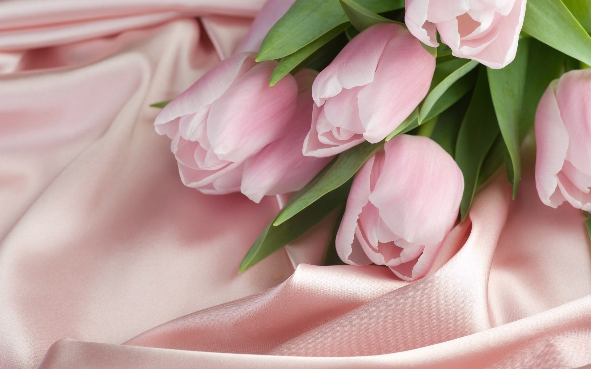 tulipanes flor boda amor floral ramo romance romántico rosa flora naturaleza hoja hermoso regalo nupcial pétalo bluming novia pastel tulipán matrimonio