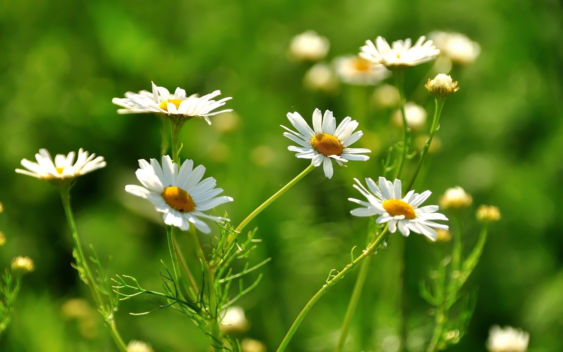 stokrotki natura kwiat lato flora sianokosy pole liść trawa wzrost ogród jasny dobra pogoda na zewnątrz kwiatowy dziki słońce wiejski sezon