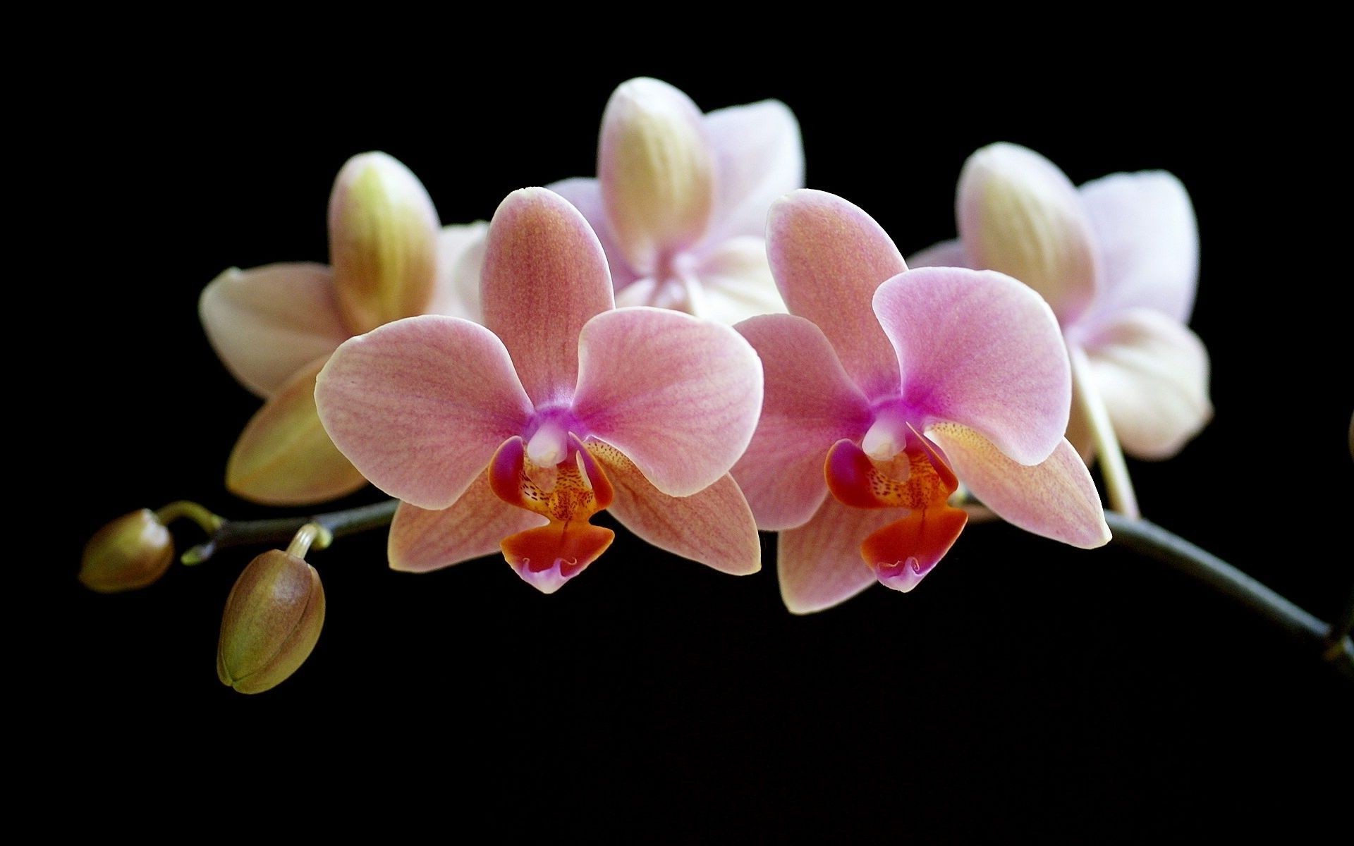 flowers flower flora nature phalaenopsis tropical orchids exotic blooming petal beautiful elegant floral romantic romance husk botanical color branch delicate