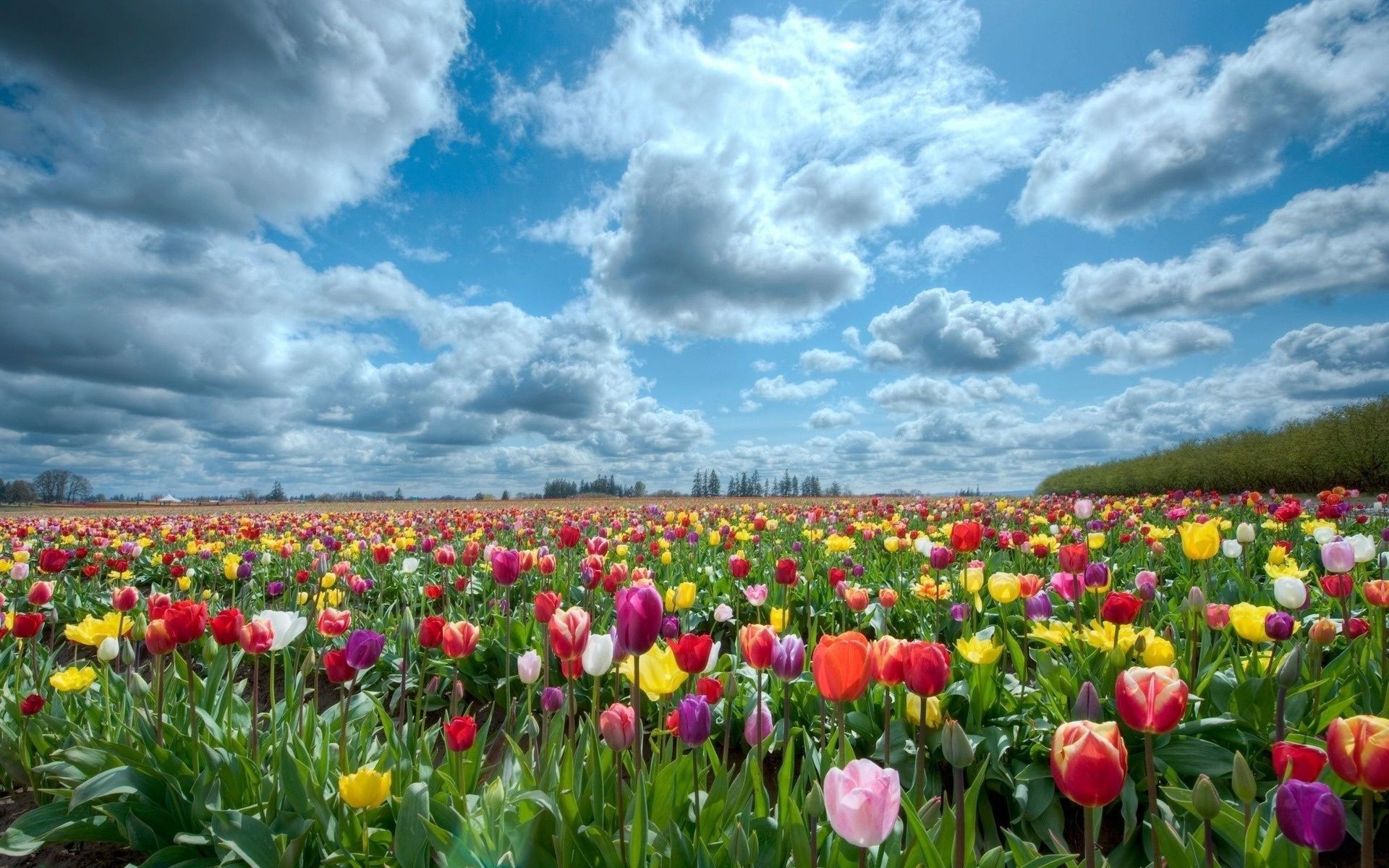 laleler çiçek lale alan bahçe doğa flora yaz çiçek tarım kırsal parlak büyüme yaprak açık havada renk çiçeklenme petal saman biçme makinesi güzel hava