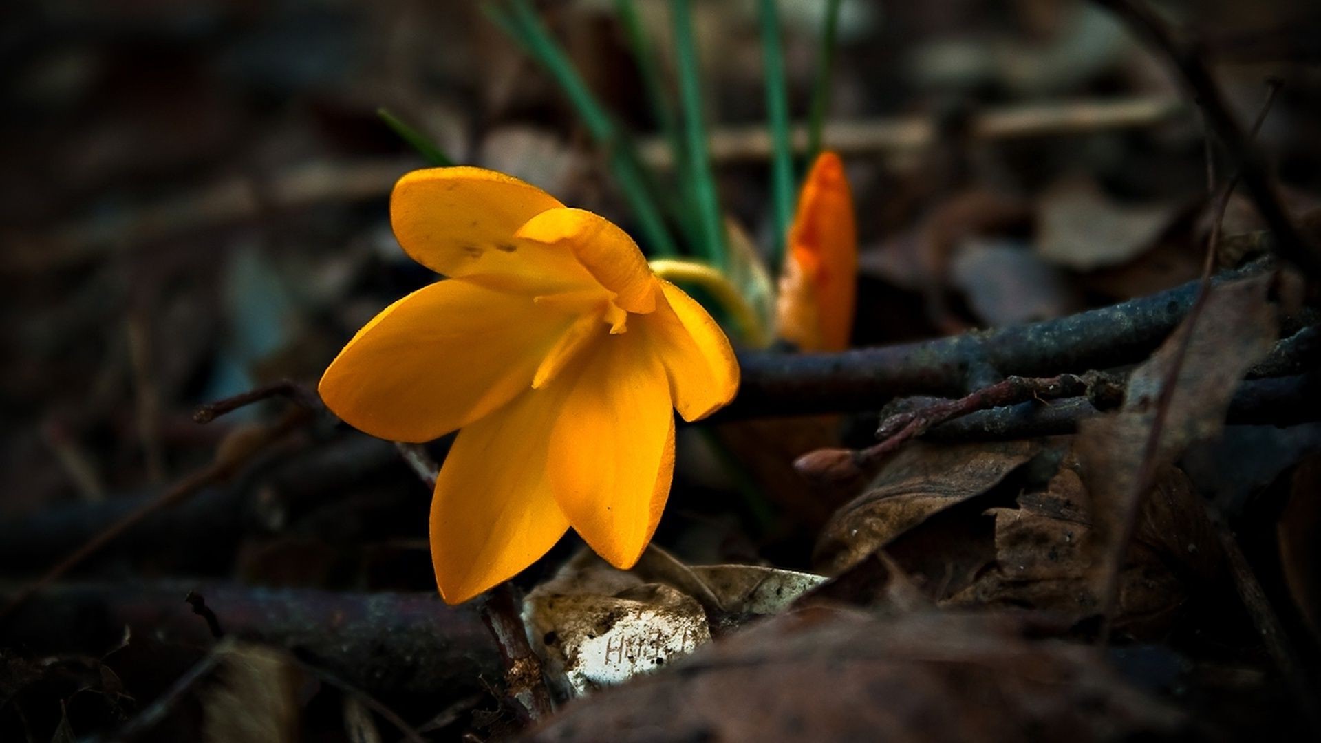 blumen natur blatt flora blume im freien saison garten schließen holz farbe herbst park hell licht blütenblatt