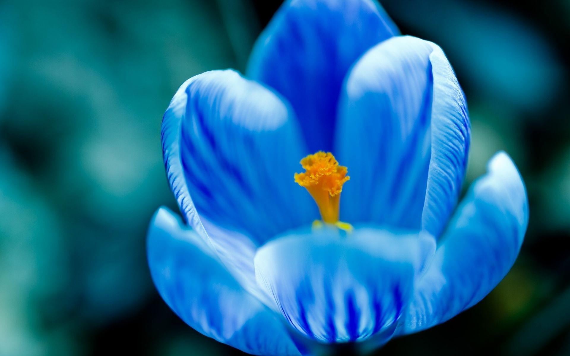 fiori sfocatura fiore natura colore biologia