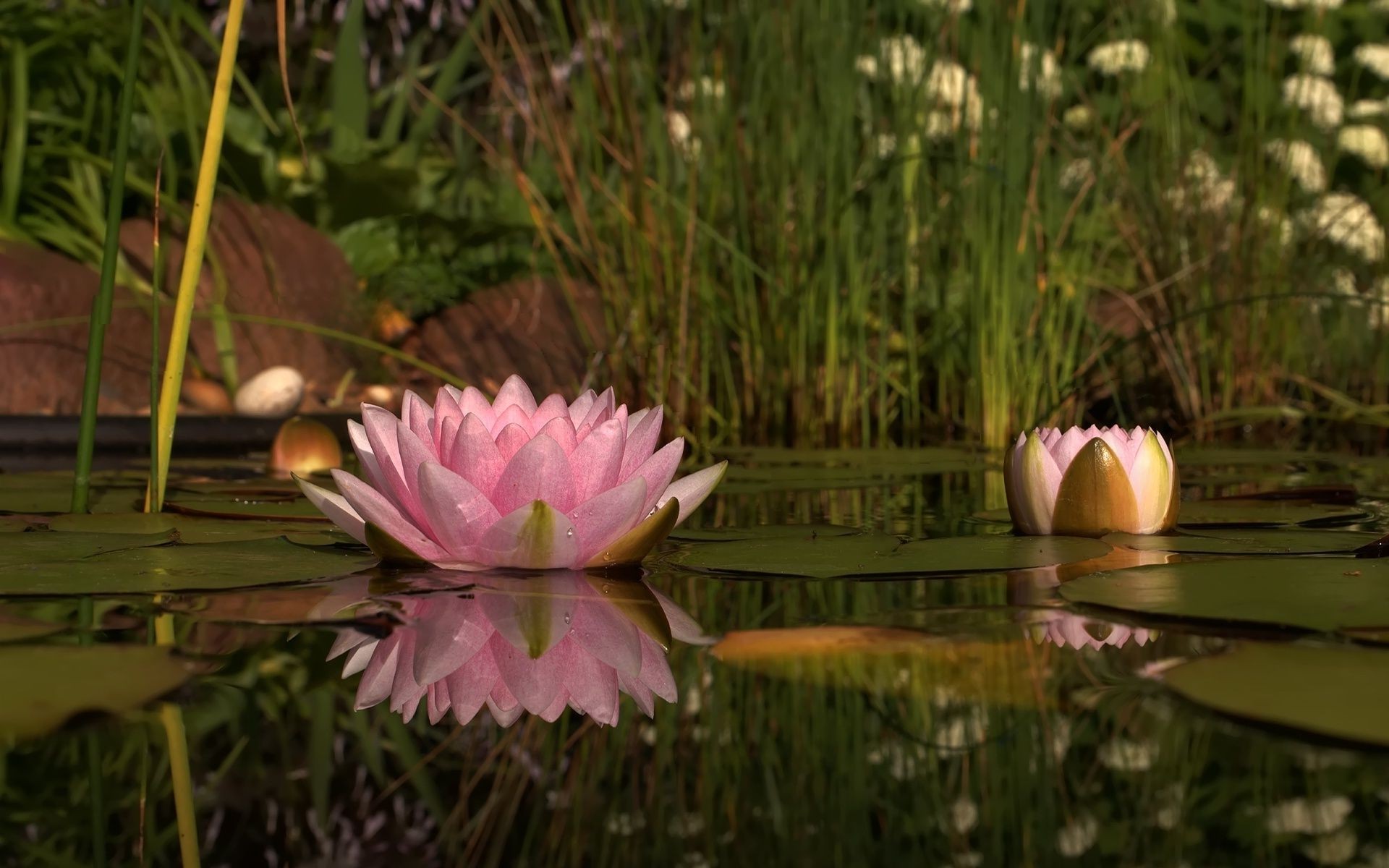 fiori in acqua fiore natura giardino piscina flora bloom estate foglia loto bella parco colore all aperto erba giglio floreale pasqua stagione romantico