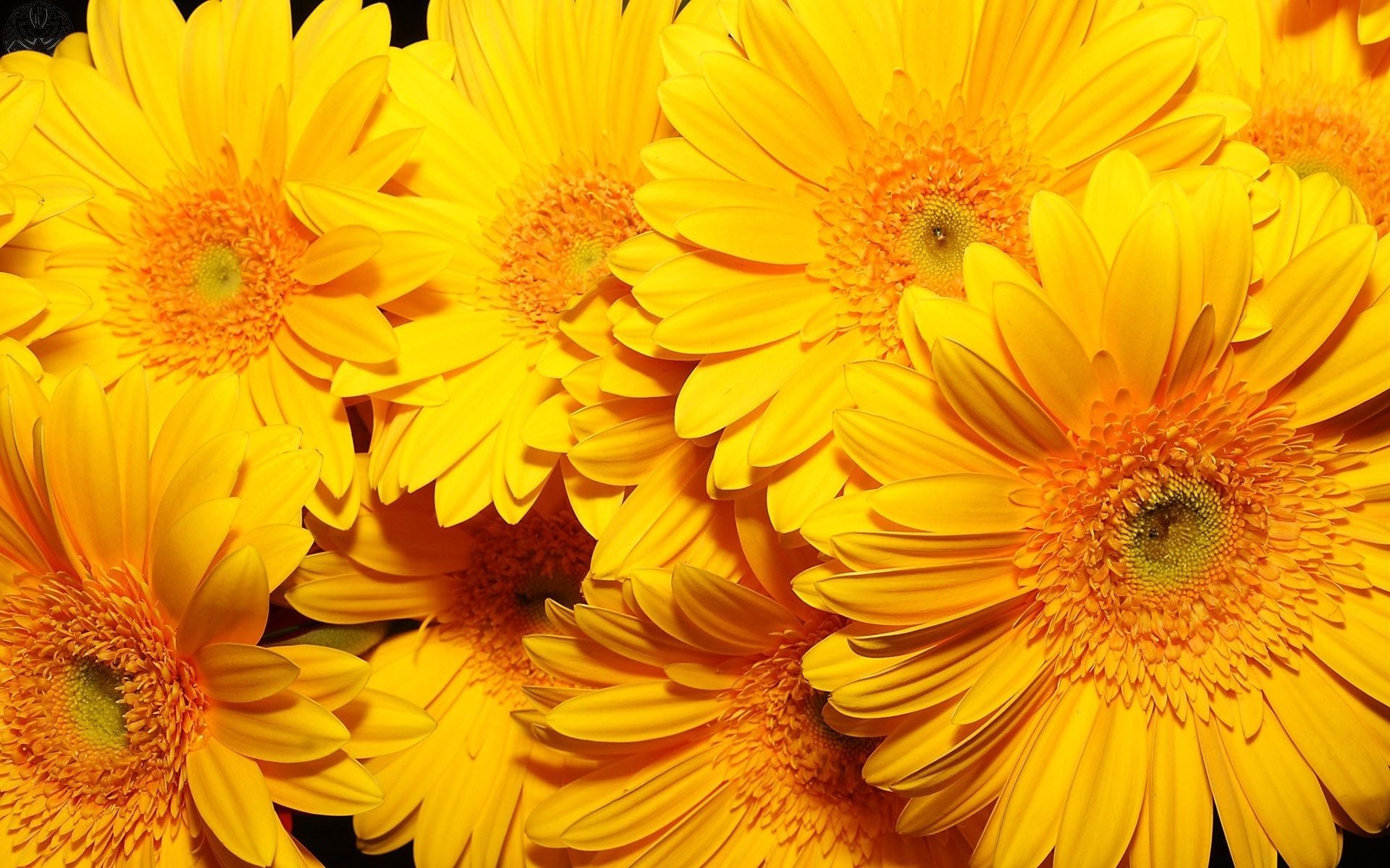 fleurs fleur flore floral pétale nature été lumineux gerbera couleur belle bluming feuille jardin croissance