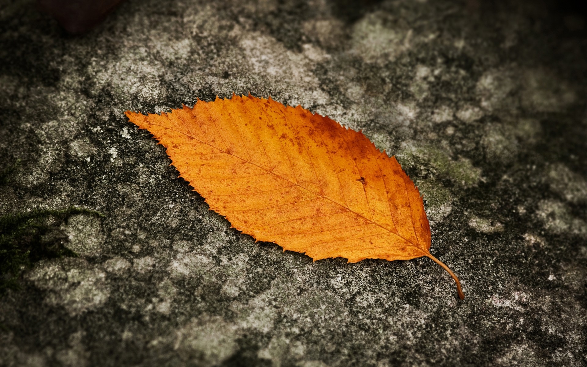 herbst natur blatt herbst im freien schließen desktop flora holz textur boden trocken umwelt farbe jahreszeit hintergrund