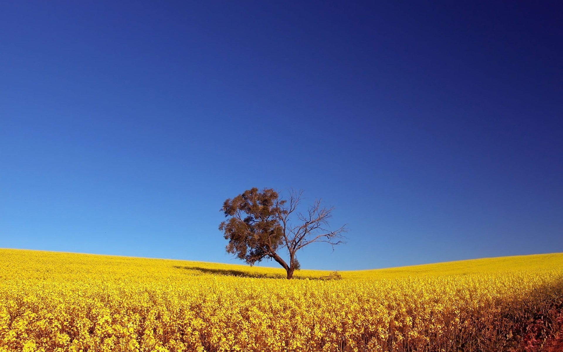 estate paesaggio natura campo agricoltura cielo all aperto rurale campagna fiore sole crescita azienda agricola bel tempo terra coltivata raccolto