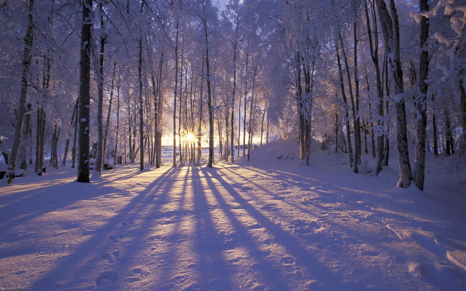 winter schnee frost holz holz kalt landschaft gefroren dämmerung guide eis saison wetter zweig nebel gutes wetter straße natur landschaftlich