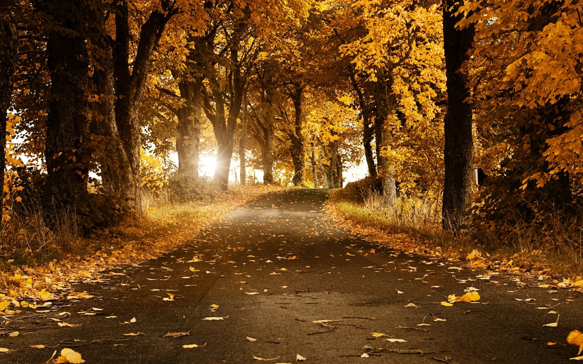 automne automne feuille route arbre bois manuel nature paysage à l extérieur parc aube ruelle