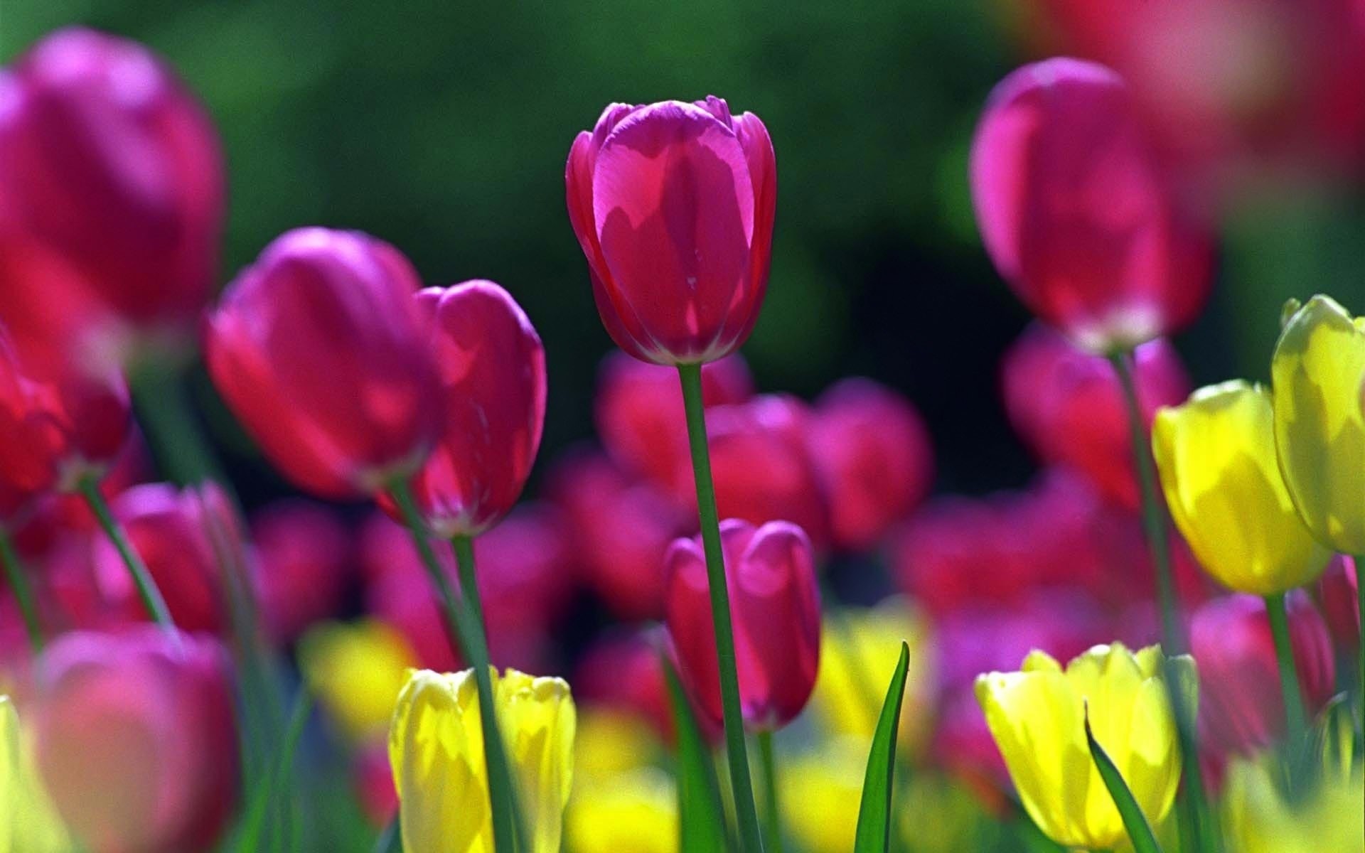 flowers tulip nature flower flora garden bright summer color easter leaf floral field growth season vibrant petal blooming fair weather bouquet