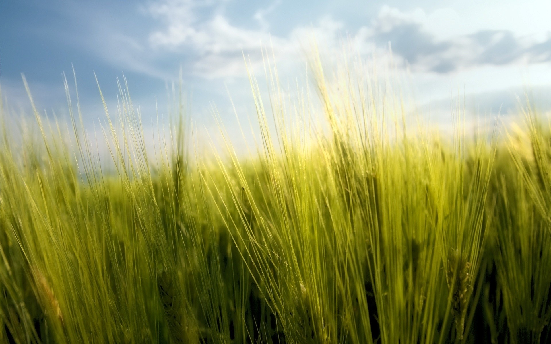 frühling getreide weide weizen des ländlichen raums wachstum gras feld sonne mais ackerland landschaft bauernhof ernte sommer landwirtschaft natur stroh brot gutes wetter