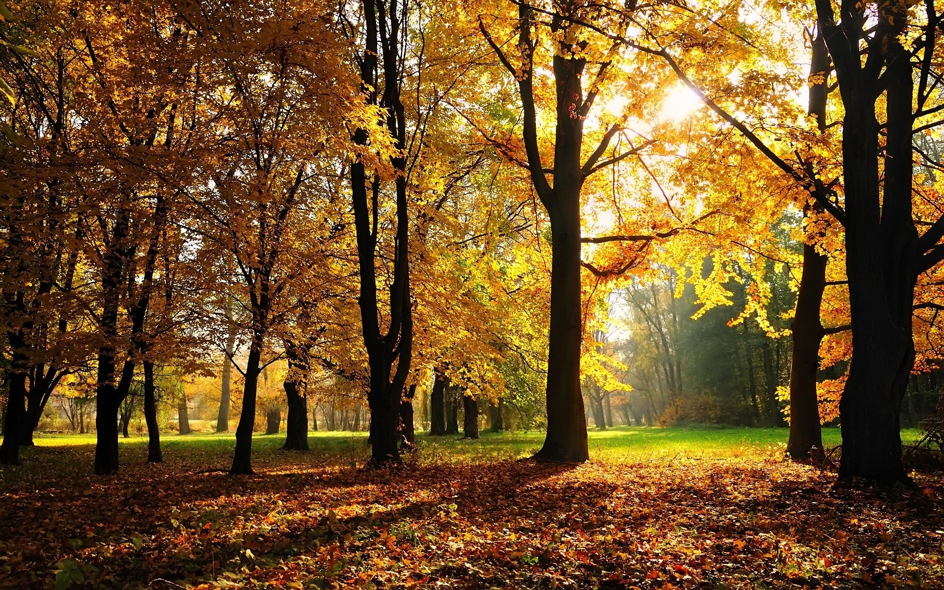 autumn fall leaf tree park season maple landscape wood guidance scenery alley nature gold footpath branch scenic fair weather scene dawn avenue