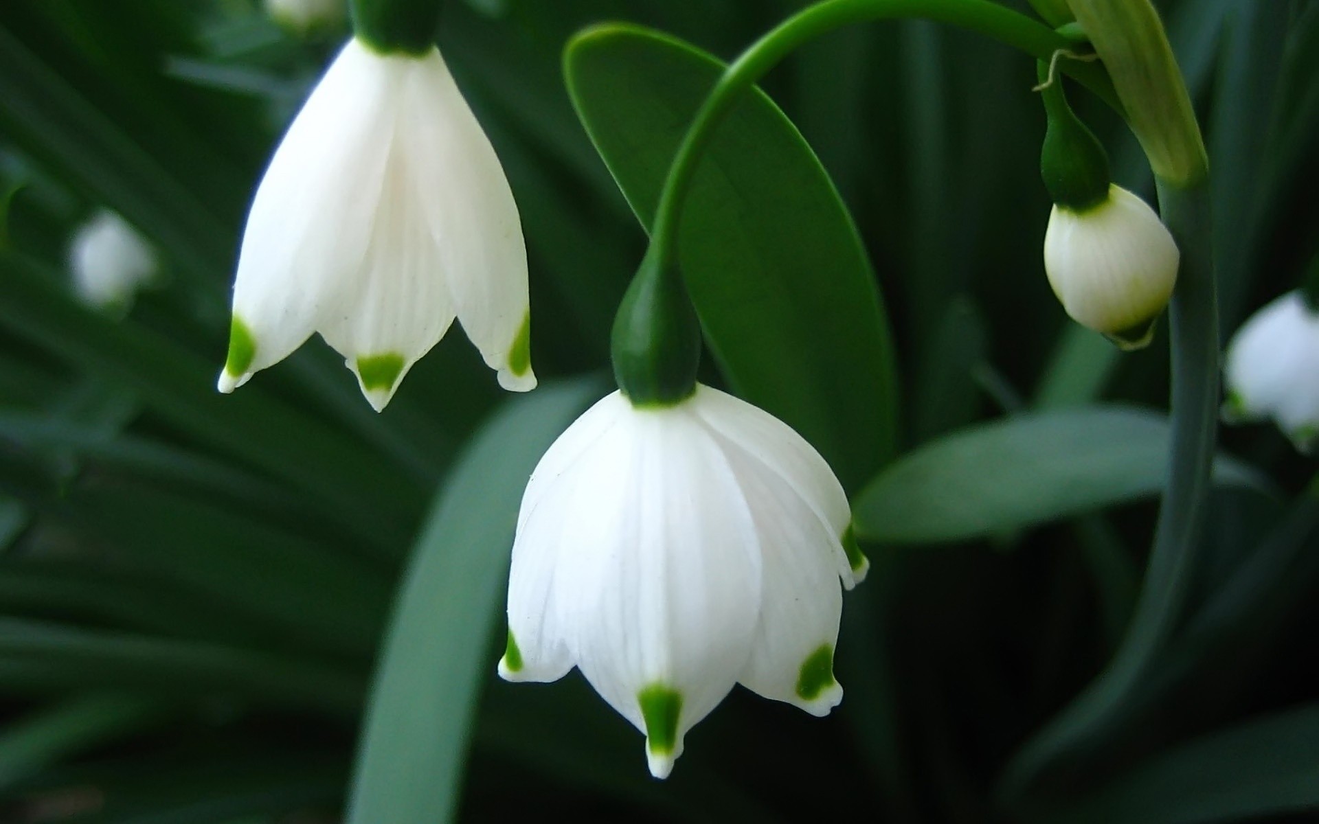 çiçekler yaprak doğa çiçek bahçe flora büyüme açık havada