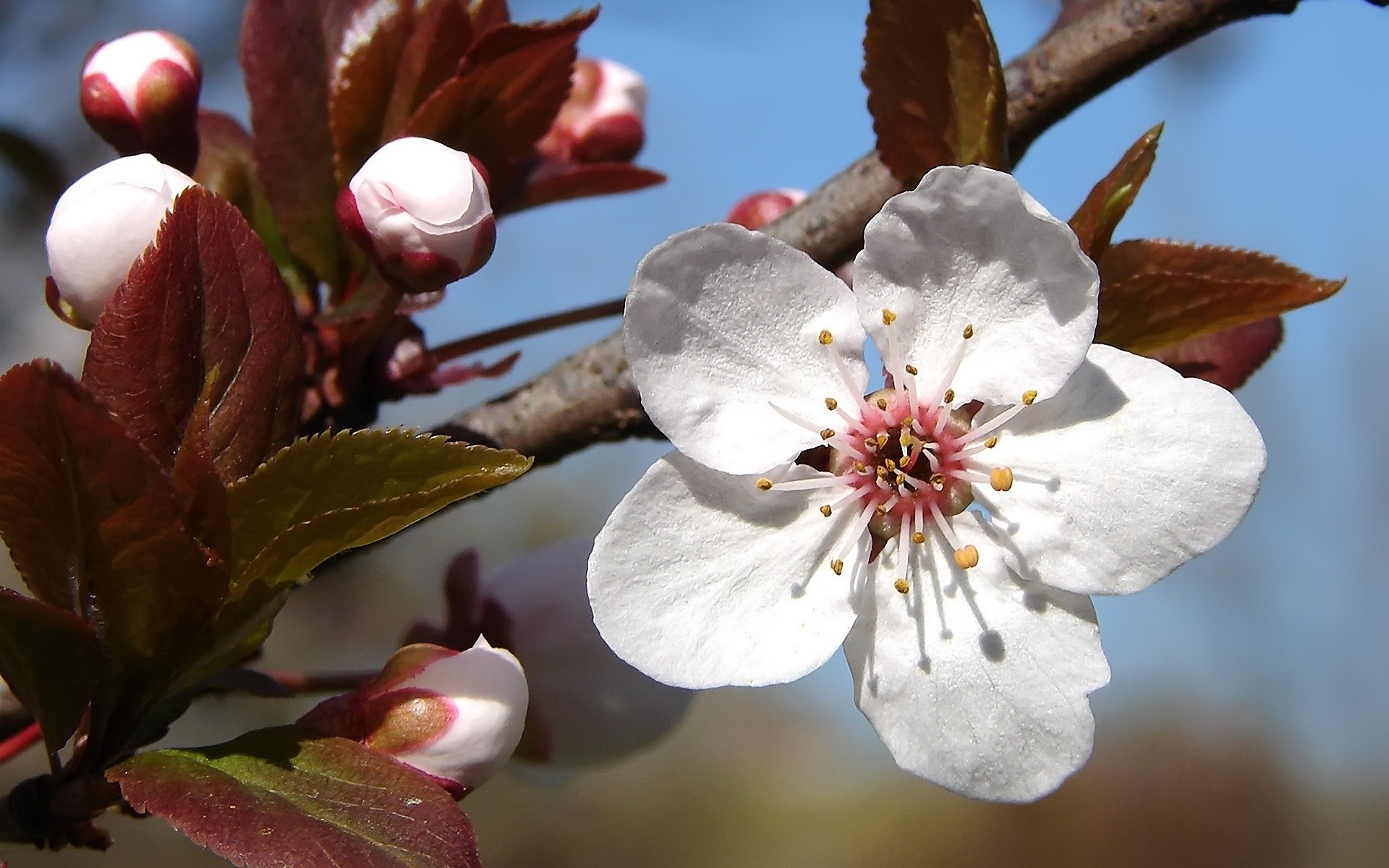 fleurs fleur cerise pomme arbre branche nature feuille flore prune jardin copain croissance pétale bluming à l extérieur saison floral pêche fruits printemps