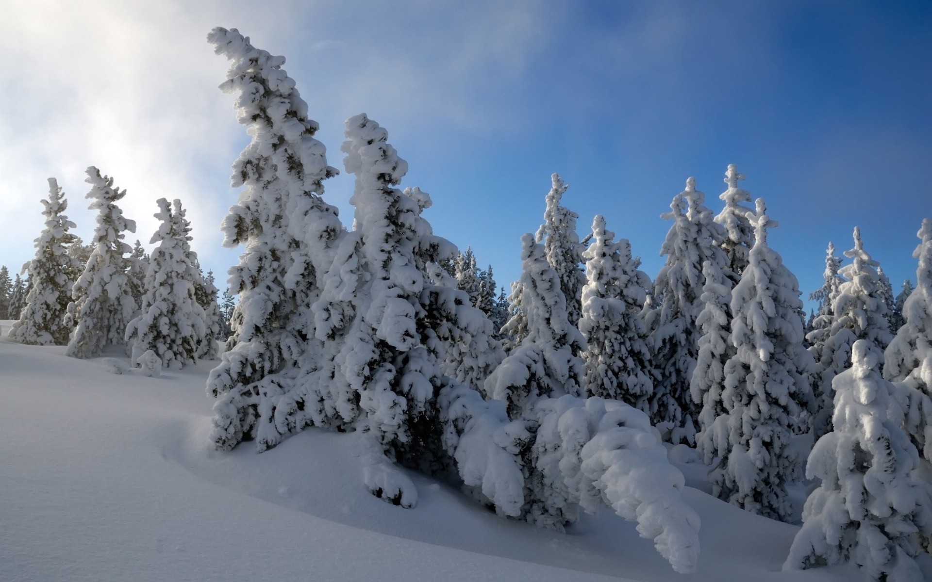 natal neve inverno geada frio gelo madeira congelado abeto tempo evergreen gelado coníferas árvore abeto montanha bom tempo nevado