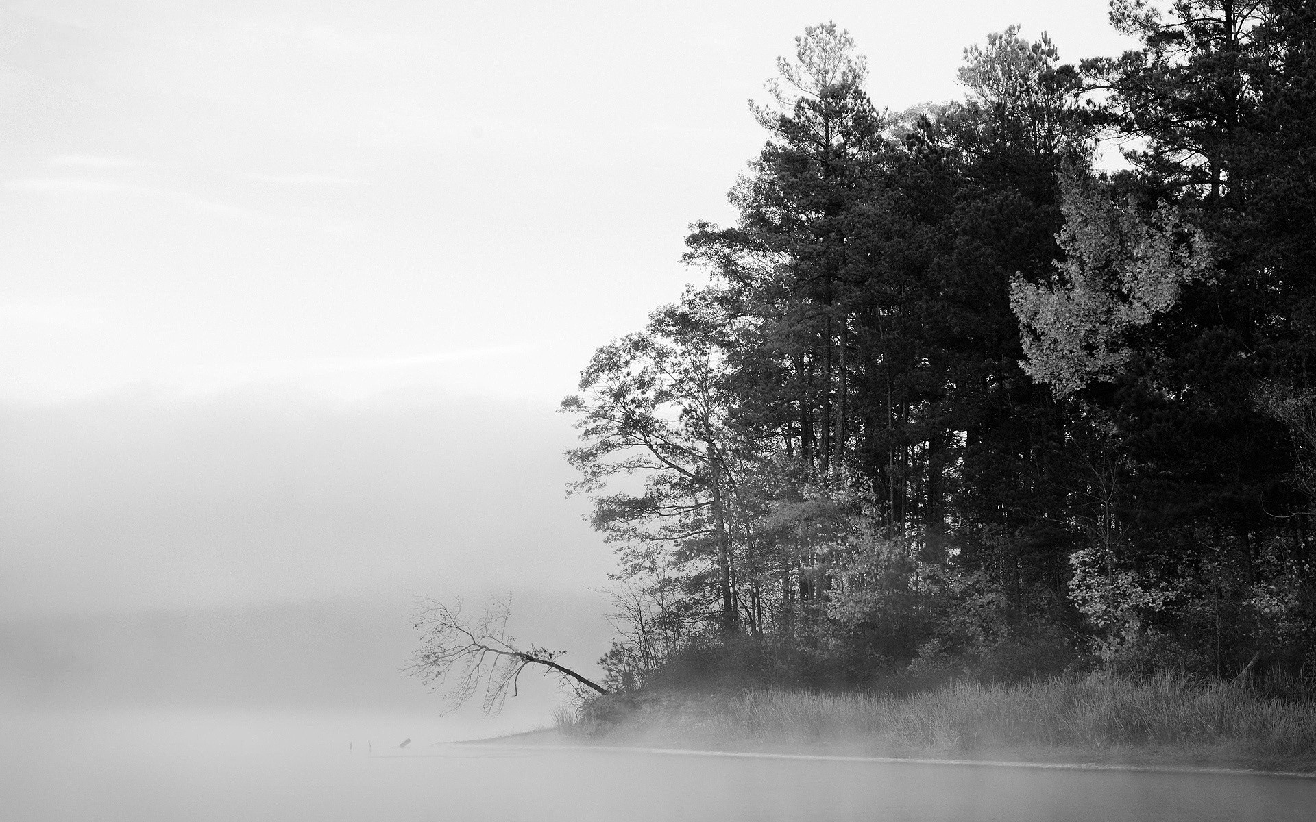 winter nebel baum nebel landschaft schnee natur holz monochrom dämmerung wetter frost kälte im freien herbst gefroren