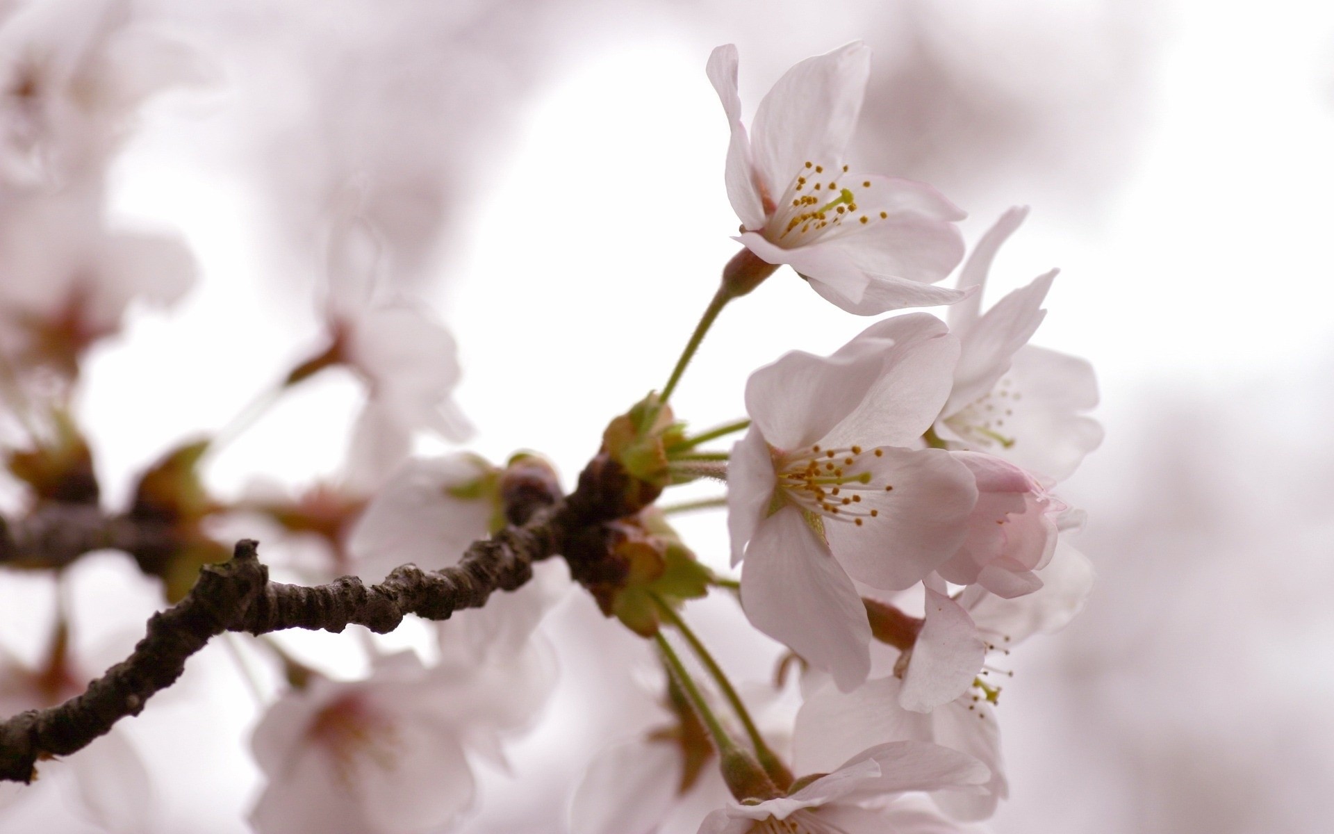 fleurs fleur cerise nature branche arbre flore feuille pomme copain prune bluming tendre croissance flou pétale jardin abricot floral lumineux