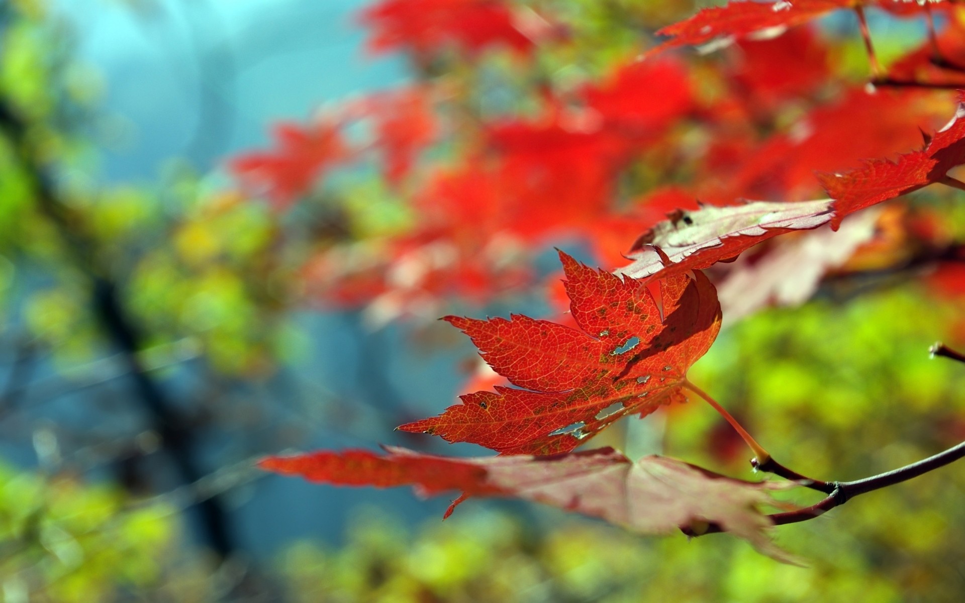 autumn fall leaf maple nature season bright tree color outdoors flora wood