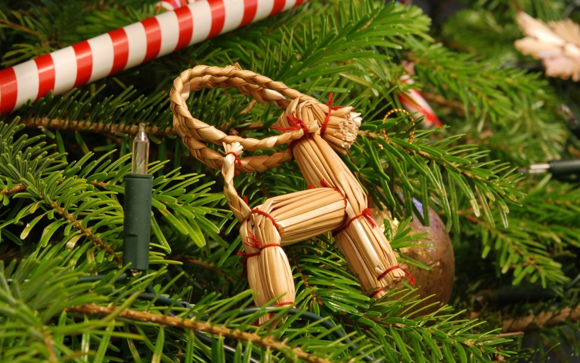 natale pino inverno abete decorazione albero vacanza legno abete evergreen cono stagione palla merry ramo tradizionale ago conifere close-up