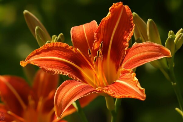 Bright beautiful lily in macro