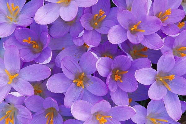 Une émeute de fleurs violettes avec des points centraux