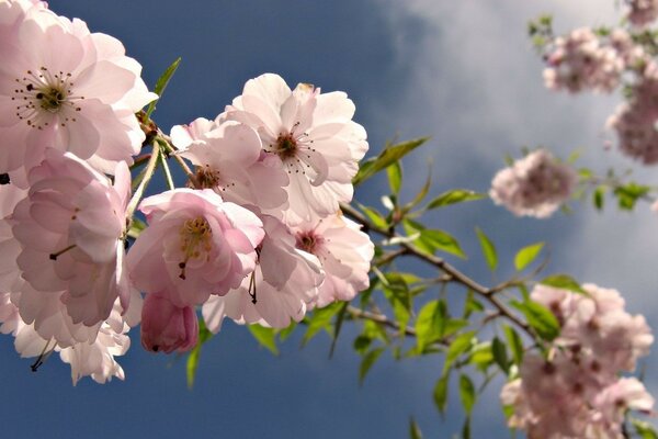 Fleurs roses sur une branche d arbre