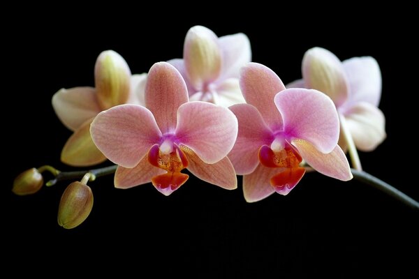 Phalaenopsis çiçeği siyah bir arka plana karşı pembe