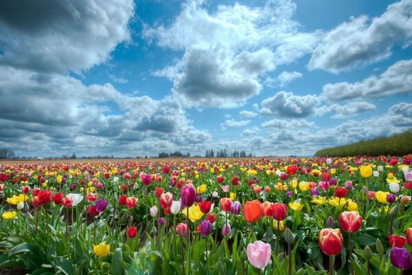 Um campo inteiro de tulipas coloridas