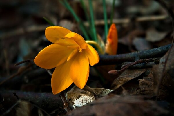 Beautiful bent yellow flower