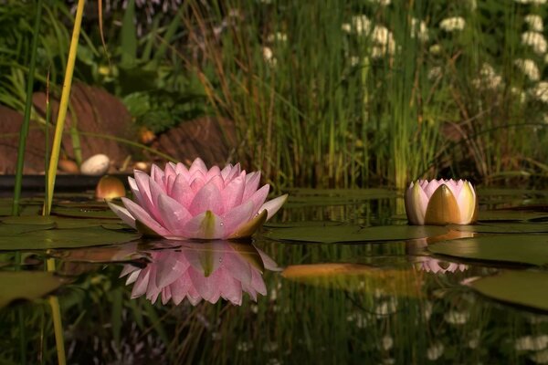 Pink lotus flower on the water