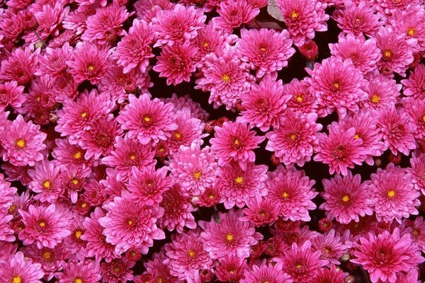 Background of pink flowers