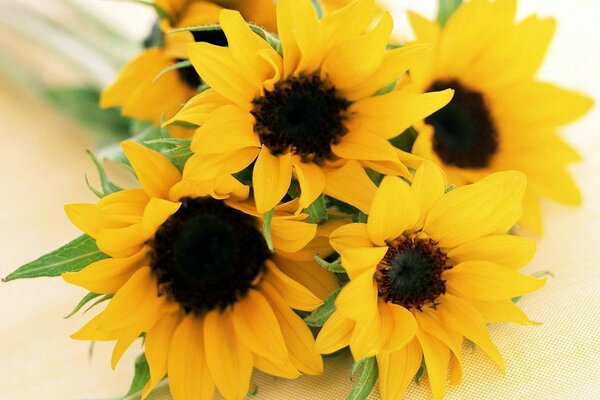 Tournesols jaunes partie du soleil chaud