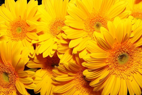 Великі жовті квіти соняшнику