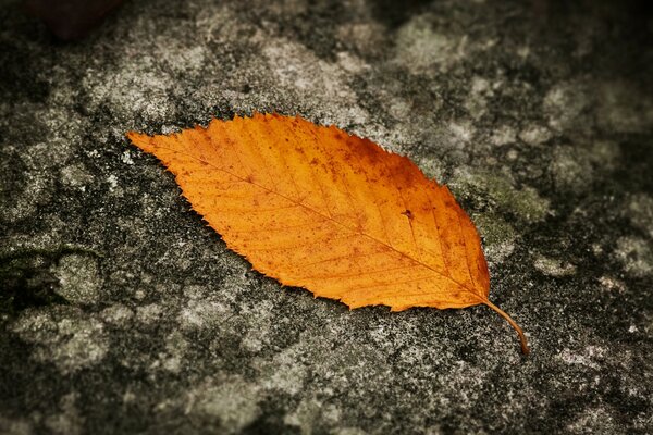 The autumn leaf lies beautifully