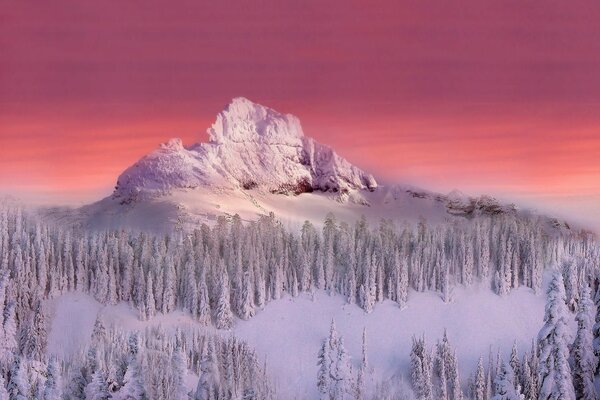 Ein verschneiter Wald. Winter. die Berge