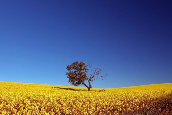 Sommerlandschaft mit Baum im Feld