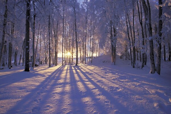 Frosty morning in a snowy forest