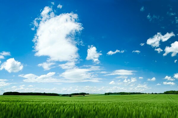 Landscape of green meadow and clear sky