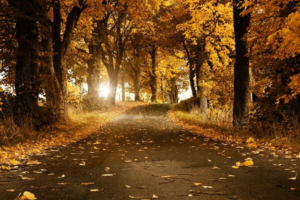 Pista en el parque de otoño entre los árboles