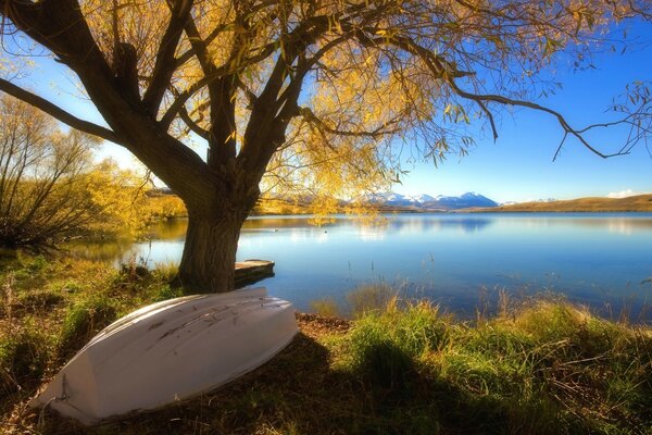 An overturned boat under a tree by the lake