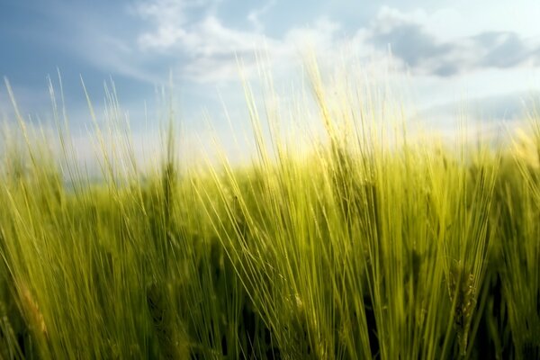 Beautiful neck image of a summer field