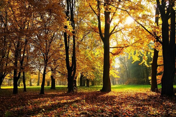 Autumn trees and sunset