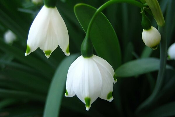 Belle fleur blanche dans le jardin